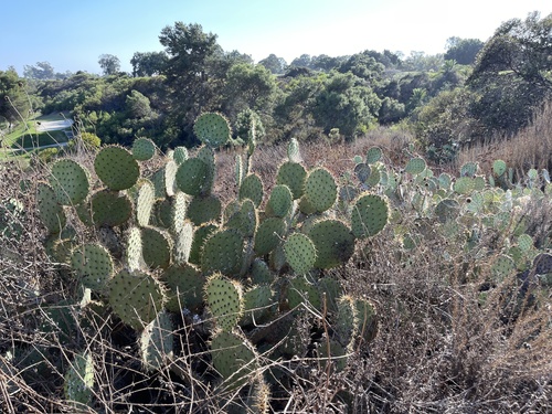 Image of Opuntia oricola by no rights reserved