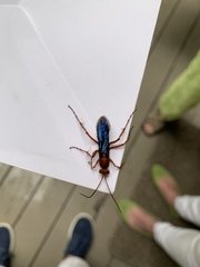 Tachypompilus ferrugineus