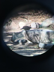 Callipepla douglasii