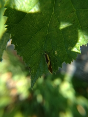 Harpella forficella