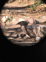 Callipepla douglasii