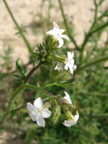 Image of Gilia stellata by no rights reserved