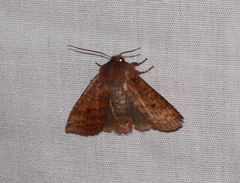 Eupsilia tristigmata