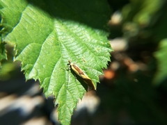 Harpella forficella