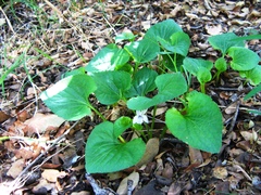 Viola galeanaensis