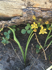 Triteleia ixioides anilina