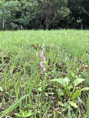 Spiranthes sinensis