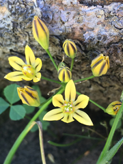 Triteleia ixioides anilina