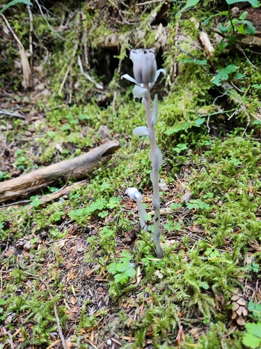 Dingford Creek Trail