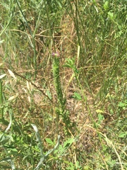 Epilobium densiflorum
