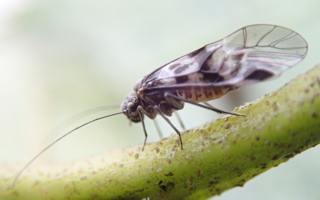 Amphigerontia bifasciata