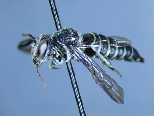 Coelioxys gilensis