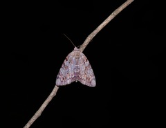 Catocala agrippina