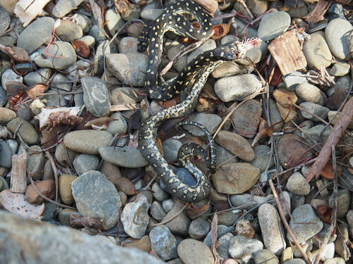 Diamond Python sighting