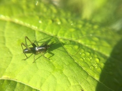 Conocephalus nigropleurum