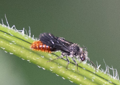 Pseudomethoca vanduzei