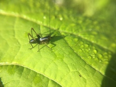 Conocephalus nigropleurum