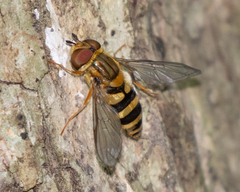 Syrphus knabi