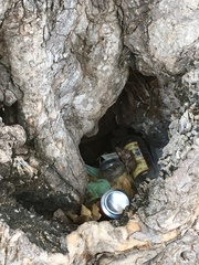 Sideroxylon tepicense