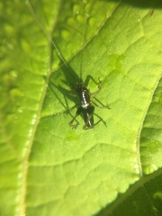Conocephalus nigropleurum
