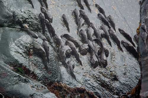 Chilean clingfish (Sicyases sanguineus) — Gobiesocidae — 2