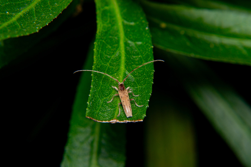 Neohebestola petrosa