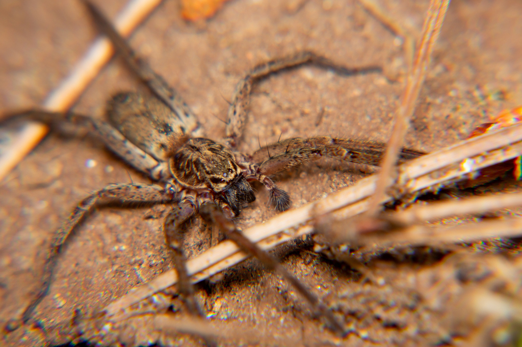 Tomopisthes varius