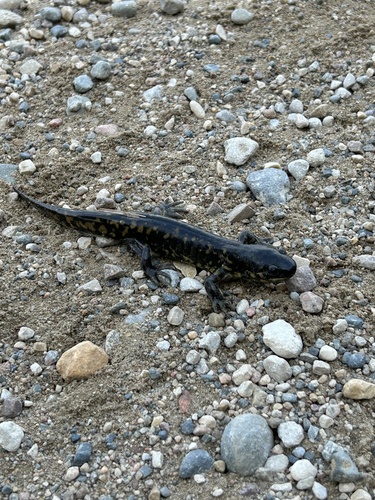 Eastern Tiger Salamander