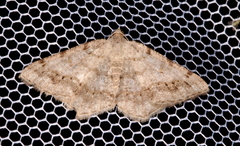 Digrammia ocellinata