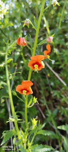 Mask flower (Alonsoa meridionalis)