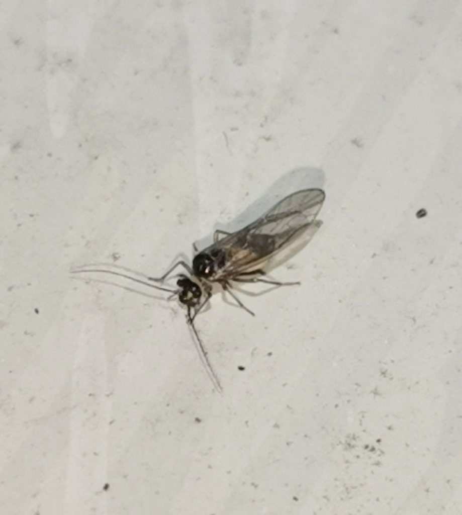 Stenopsocus lachlani