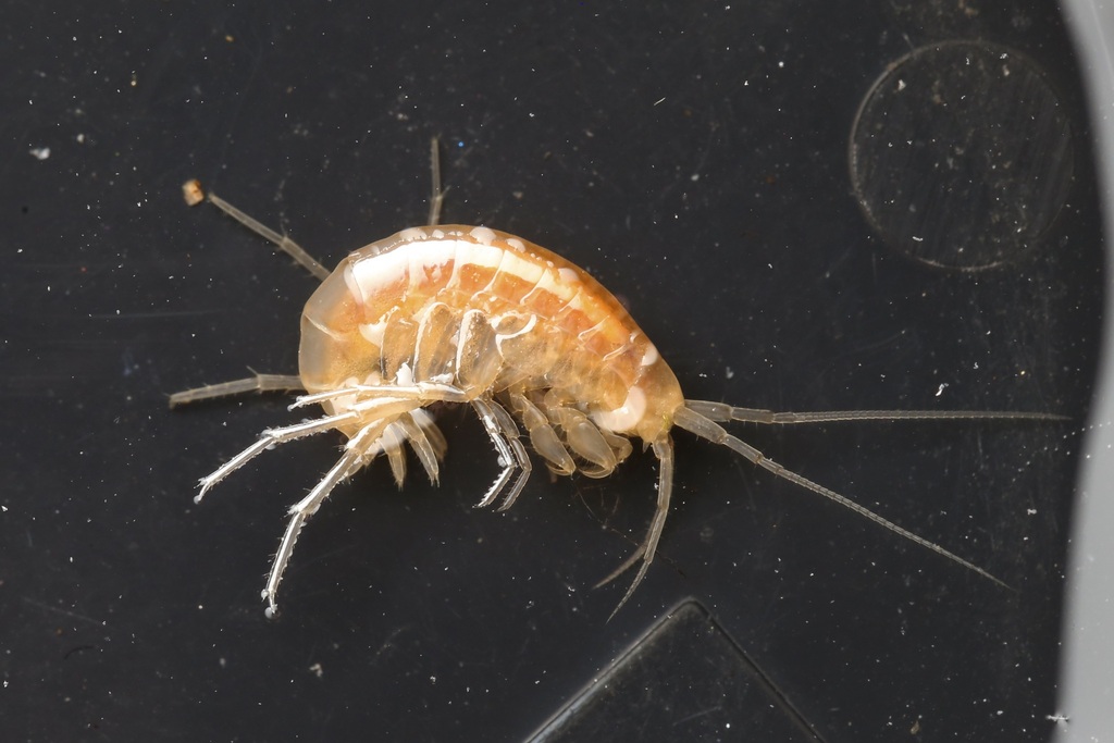 Peck's Cave Amphipod