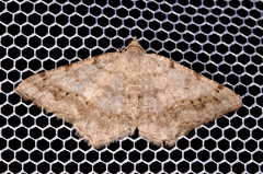 Digrammia ocellinata
