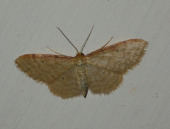 Idaea humiliata