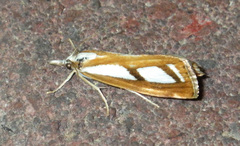 Catoptria
