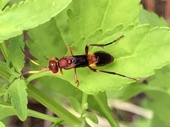 Trogomorpha arrogans