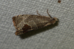 Notocelia uddmanniana