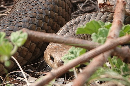 Eastern Brown Snake sighting