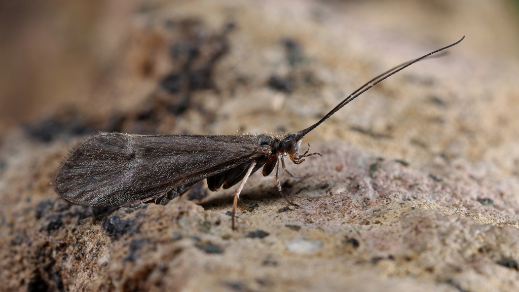 Apatania vepsica