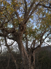 Sideroxylon tepicense