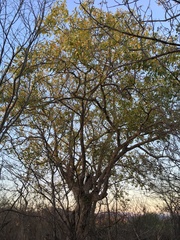 Sideroxylon tepicense