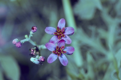Image of Jatropha cathartica by (c) Michelle W. （鍾偉瑋）, some rights reserved (CC BY)
