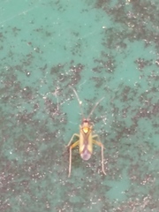 Campyloneura virgula