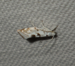 Niphonympha dealbatella