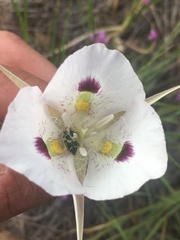 Calochortus eurycarpus