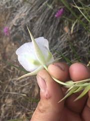 Calochortus eurycarpus