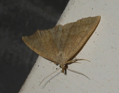 Pechipogo strigilata