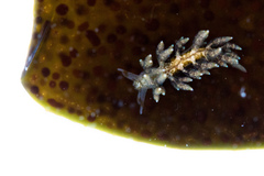 Eubranchus rustyus