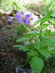 Solanum verrucosum