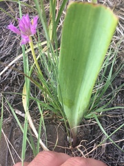 Calochortus eurycarpus